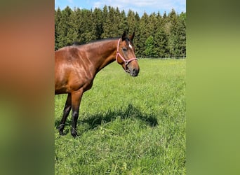 Koń holsztyński, Klacz, 11 lat, 169 cm, Gniada