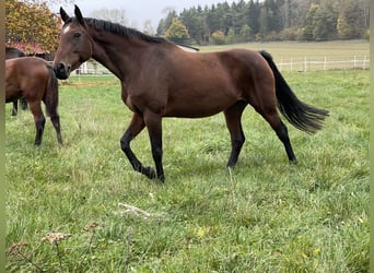 Koń holsztyński, Klacz, 11 lat, 169 cm