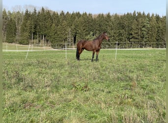 Koń holsztyński, Klacz, 11 lat, 169 cm