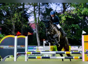 Koń holsztyński, Klacz, 11 lat, 170 cm, Kara