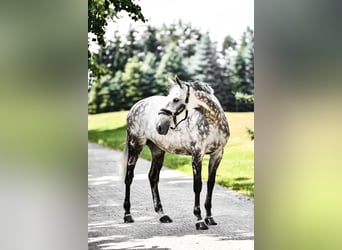 Koń holsztyński, Klacz, 11 lat, 170 cm, Siwa
