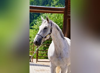 Koń holsztyński, Klacz, 11 lat, 173 cm, Siwa w hreczce