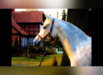 Koń holsztyński, Klacz, 12 lat, 167 cm, Siwa