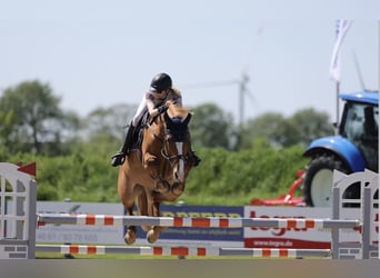 Koń holsztyński, Klacz, 12 lat, 168 cm, Kasztanowata