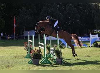 Koń holsztyński, Klacz, 12 lat, 168 cm, Kasztanowata