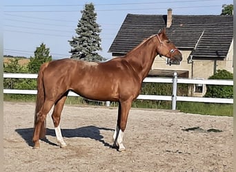 Koń holsztyński, Klacz, 12 lat, 168 cm, Kasztanowata