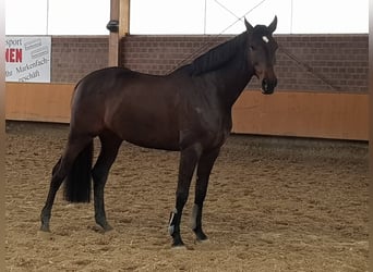 Koń holsztyński, Klacz, 12 lat, 170 cm