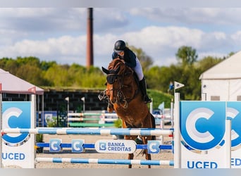 Koń holsztyński, Klacz, 12 lat, Ciemnokasztanowata