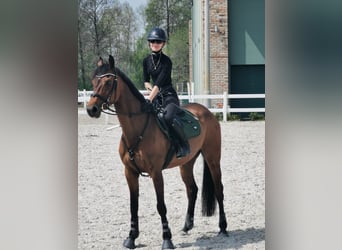 Koń holsztyński, Klacz, 13 lat, 161 cm, Gniada