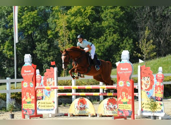 Koń holsztyński, Klacz, 13 lat, 163 cm, Kasztanowata