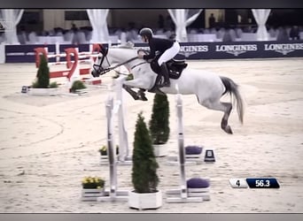 Koń holsztyński, Klacz, 13 lat, 170 cm, Siwa