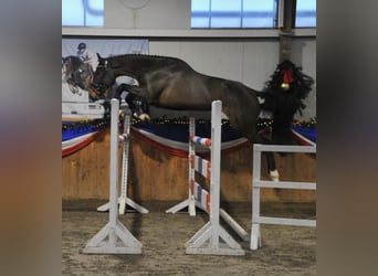 Koń holsztyński, Klacz, 13 lat, 175 cm, Ciemnogniada