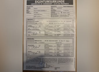 Koń holsztyński, Klacz, 13 lat, 175 cm, Siwa
