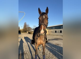 Koń holsztyński, Klacz, 13 lat, Gniada