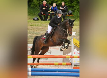 Koń holsztyński, Klacz, 15 lat, 163 cm, Ciemnogniada