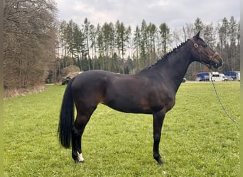 Koń holsztyński, Klacz, 15 lat, 163 cm, Ciemnogniada