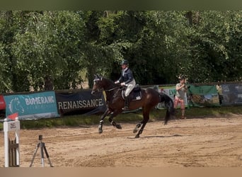 Koń holsztyński, Klacz, 15 lat, 163 cm, Ciemnogniada