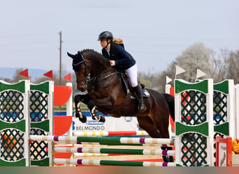 Koń holsztyński, Klacz, 15 lat, 163 cm, Ciemnogniada
