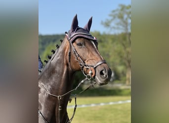 Koń holsztyński, Klacz, 15 lat, 163 cm, Ciemnogniada