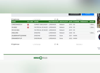 Koń holsztyński, Klacz, 15 lat, 163 cm, Gniada