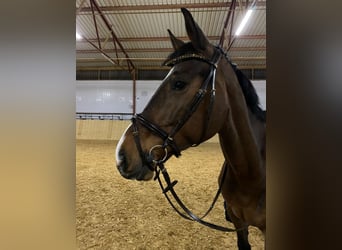 Koń holsztyński, Klacz, 15 lat, 170 cm, Gniada