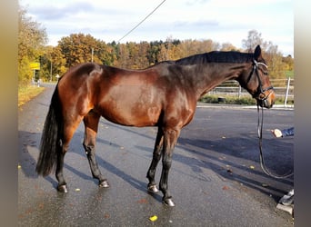 Koń holsztyński, Klacz, 15 lat, 173 cm, Ciemnogniada