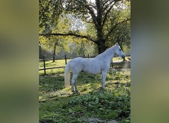 Koń holsztyński, Klacz, 16 lat, 160 cm, Siwa w hreczce