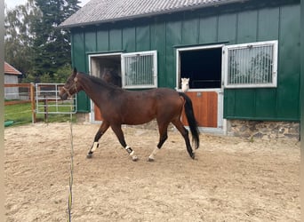 Koń holsztyński, Klacz, 16 lat, 165 cm, Gniada