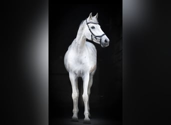 Koń holsztyński, Klacz, 16 lat, 165 cm, Siwa