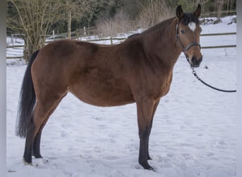 Koń holsztyński, Klacz, 16 lat, 168 cm, Gniada