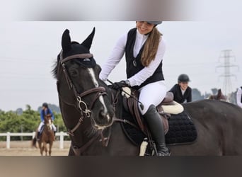 Koń holsztyński, Klacz, 16 lat, 168 cm, Kara
