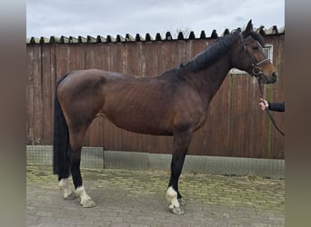 Koń holsztyński, Klacz, 16 lat, 170 cm, Gniada