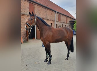 Koń holsztyński, Klacz, 17 lat, 165 cm, Gniada