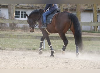 Koń holsztyński, Klacz, 17 lat, 168 cm, Gniada