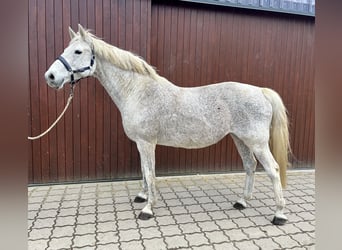 Koń holsztyński, Klacz, 17 lat, 168 cm, Siwa