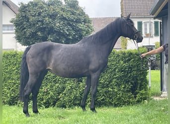 Koń holsztyński, Klacz, 17 lat, 170 cm, Ciemnogniada