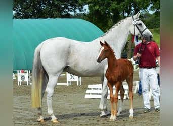 Koń holsztyński, Klacz, 18 lat, 173 cm, Siwa