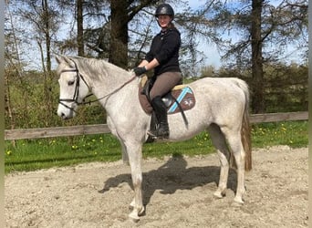 Koń holsztyński, Klacz, 19 lat, 165 cm, Siwa