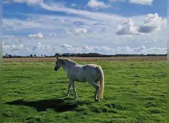 Koń holsztyński, Klacz, 19 lat, 171 cm, Siwa