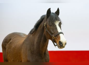 Koń holsztyński, Klacz, 20 lat, 162 cm, Gniada