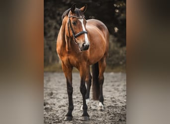 Koń holsztyński, Klacz, 20 lat, 164 cm, Gniada