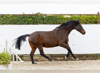 Koń holsztyński, Klacz, 20 lat, 167 cm, Gniada