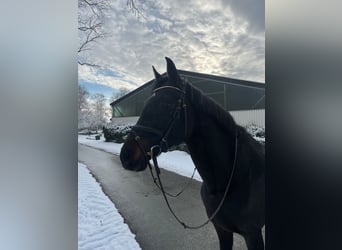 Koń holsztyński, Klacz, 20 lat, 168 cm, Ciemnogniada