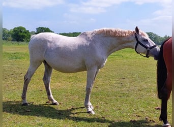 Koń holsztyński, Klacz, 20 lat, 170 cm, Siwa