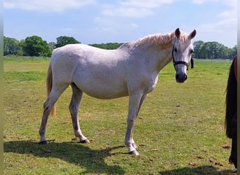 Koń holsztyński, Klacz, 20 lat, 170 cm, Siwa