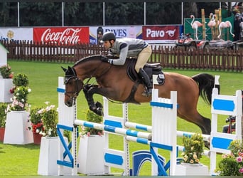 Koń holsztyński, Klacz, 20 lat, 170 cm, Siwa