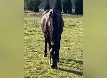 Koń holsztyński, Klacz, 21 lat, 162 cm