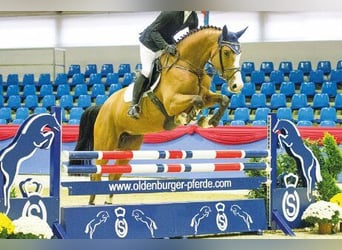 Koń holsztyński, Klacz, 21 lat, 170 cm, Siwa