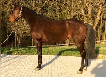 Koń holsztyński, Klacz, 21 lat, 175 cm, Gniada