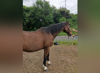 Koń holsztyński, Klacz, 21 lat, 175 cm, Gniada